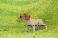 Yang, a male Miniature Dachshund for sale in Macon, GA – 9 of 9
