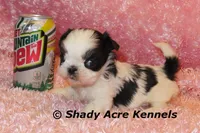 Pimela, a female Shih Tzu for sale in Macon, GA – 3 of 8