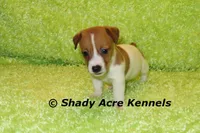 Shorty Giuliano, a male Jack Russell Terrier for sale in Macon, GA – 2 of 8