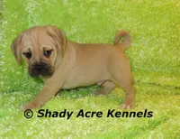 Bebby, a male Puggle for sale in Macon, GA – 8 of 10