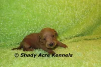 F1b MINI Laroy--average weight 30lbs, a male Miniature Goldendoodle for sale in Macon, GA – 3 of 6