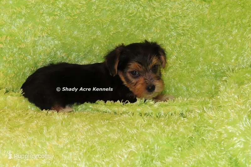 Buick----AKC registerable – Yorkshire Terrier puppy for sale in Macon, GA