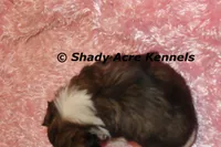 Pindora, a female Shih Tzu for sale in Macon, GA – 2 of 6