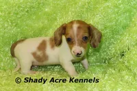 Long Coat Yang, a male Miniature Dachshund for sale in Macon, GA – 8 of 8