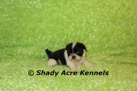 Trinidad, a male Shih Tzu for sale in Macon, GA – 5 of 5