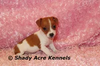 Smooth Shorty Cheela, a female Jack Russell Terrier for sale in Macon, GA – 4 of 10