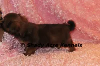 Kinsley, a female Shih Tzu for sale in Macon, GA – 3 of 8