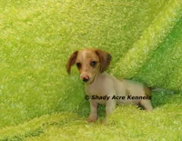Yang, a male Miniature Dachshund for sale in Macon, GA – 6 of 9