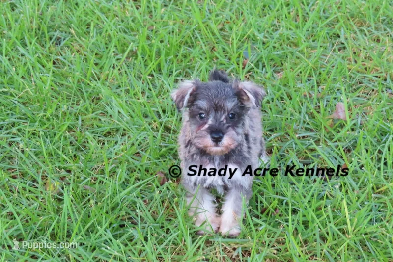 Esdras--smaller than average – Miniature Schnauzer puppy for sale in Macon, GA