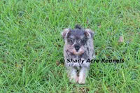 Esdras--smaller than average, a male Miniature Schnauzer for sale in Macon, GA – 4 of 10