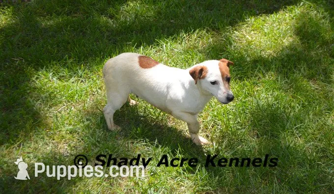 Short, Smooth Android--Parent pics too, a male Jack Russell Terrier for sale in Macon, GA – 8 of 9