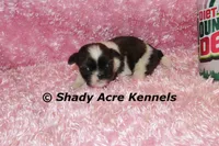 Kisses-ready 3-18, a female Shih Tzu for sale in Macon, GA – Photo 8 of 9