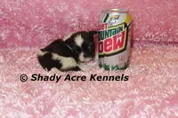 Kisses-ready 3-18, a female Shih Tzu for sale in Macon, GA – Photo 3 of 9