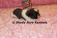 Kisses-ready 3-18, a female Shih Tzu for sale in Macon, GA – Photo 1 of 9