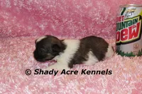 Kisses-ready 3-18, a female Shih Tzu for sale in Macon, GA – Photo 6 of 9