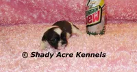 Kisses-ready 3-18, a female Shih Tzu for sale in Macon, GA – Photo 7 of 9