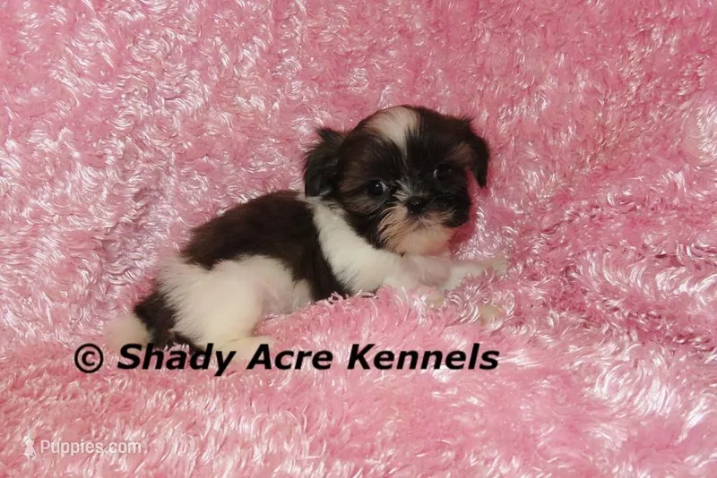 Kisses-ready 3-18 – Shih Tzu puppy for sale in Macon, GA