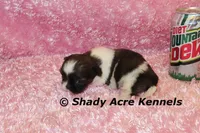 Kisses-ready 3-18, a female Shih Tzu for sale in Macon, GA – Photo 2 of 9