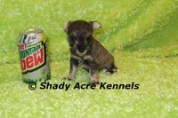 Esdras, a male Miniature Schnauzer for sale in Macon, GA – 1 of 7