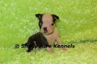 Magnet--ready to go 11-2, a male Boston Terrier for sale in Macon, GA – 2 of 7