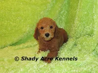 LAST ONE F1b mini-Shindig, a male Miniature Goldendoodle for sale in Macon, GA – Photo 8 of 9
