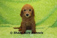 LAST ONE F1b mini-Shindig, a male Miniature Goldendoodle for sale in Macon, GA – Photo 5 of 9