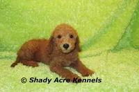 LAST ONE F1b mini-Shindig, a male Miniature Goldendoodle for sale in Macon, GA – Photo 7 of 9