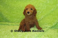 LAST ONE F1b mini-Shindig, a male Miniature Goldendoodle for sale in Macon, GA – Photo 1 of 9