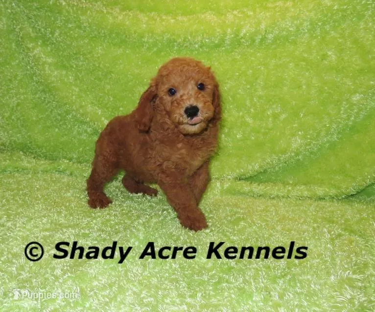 LAST ONE F1b mini-Shindig