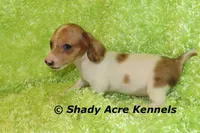 Long Coat Yang, a male Miniature Dachshund for sale in Macon, GA – 5 of 8