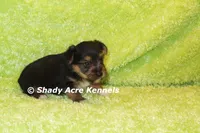 Budges----AKC registerable, a male Yorkshire Terrier for sale in Macon, GA – 9 of 10