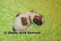 Girrett, a male Mal Shi for sale in Macon, GA – 7 of 7