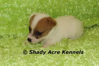 Shorty Android, a male Jack Russell Terrier for sale in Macon, GA – 2 of 8