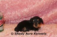Long coat Lola, a female Miniature Dachshund for sale in Macon, GA – 3 of 7