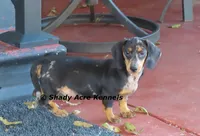 Dapple Yates-Parent pics too, a male Miniature Dachshund for sale in Macon, GA – 2 of 10