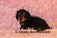 Long coat Lola--AKC registerable, a female Miniature Dachshund for sale in Macon, GA – 7 of 7