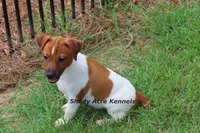 Smooth Shorty Cheff, a male Jack Russell Terrier for sale in Macon, GA – 4 of 8