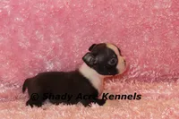 Mantana--ready to go 11-2, a female Boston Terrier for sale in Macon, GA – 2 of 10
