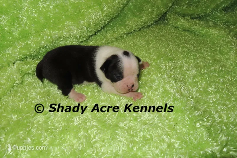 Index-with a Haggarty Spot – Miniature Goldendoodle puppy for sale in Macon, GA