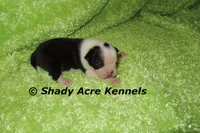 Index-with a Haggarty Spot, a male Miniature Goldendoodle for sale in Macon, GA – 1 of 4