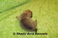 Benard, a male Puggle for sale in Macon, GA – 3 of 8