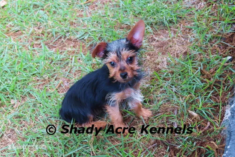 Frederick  – Yorkshire Terrier puppy for sale in Macon, GA