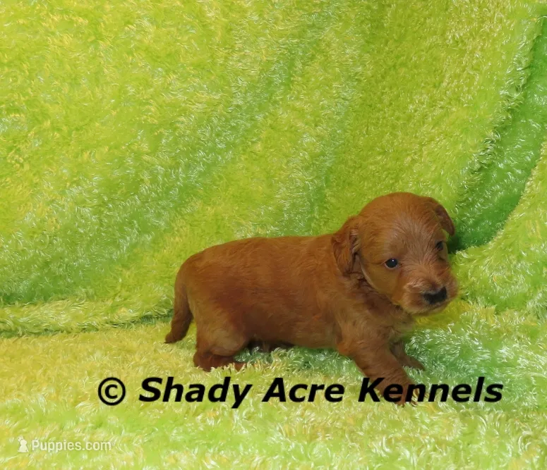 F1b MINI Laroy – Miniature Goldendoodle puppy for sale in Macon, GA
