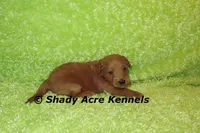 F1b MINI Laroy--average weight 30lbs, a male Miniature Goldendoodle for sale in Macon, GA – 6 of 6