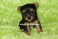 AKC Celantro--average <4lb--Parent pics listed, a male Yorkshire Terrier for sale in Macon, GA – 3 of 10
