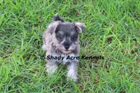 Esdras--smaller than average, a male Miniature Schnauzer for sale in Macon, GA – 6 of 10