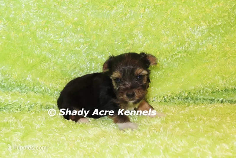 Buckaroo-AKC registration available – Yorkshire Terrier puppy for sale in Macon, GA