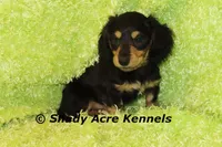 Long Coat Lochlan--AKC registerable, a male Miniature Dachshund for sale in Macon, GA – 5 of 10