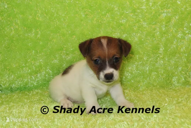 Nam – Jack Russell Terrier puppy for sale in Macon, GA