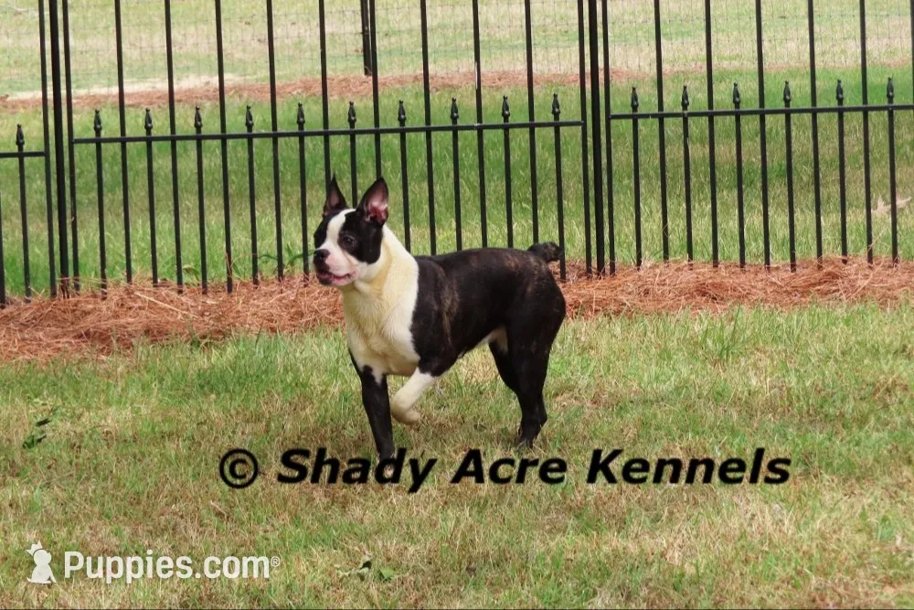 Mack--Parent pics too, a male Boston Terrier for sale in Macon, GA – 7 of 8